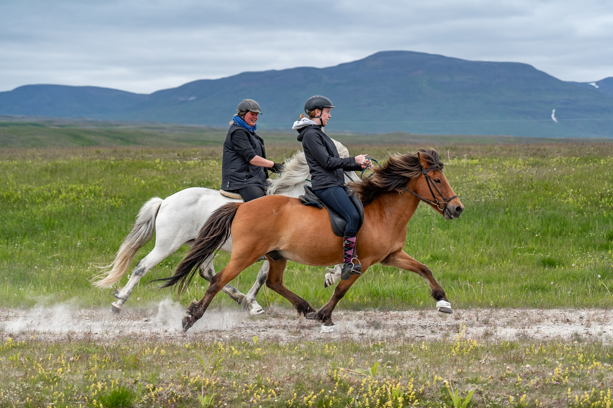 riding tours iceland horses