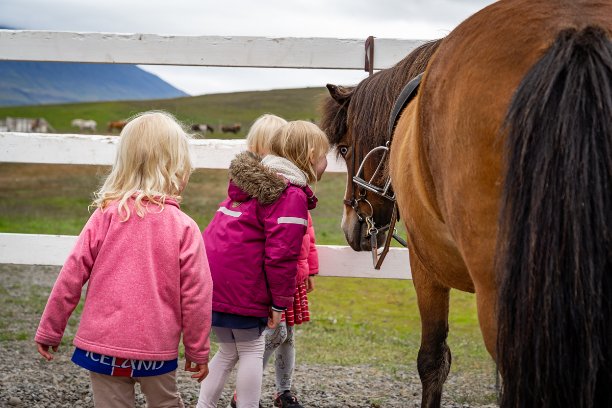 riding tours iceland horses